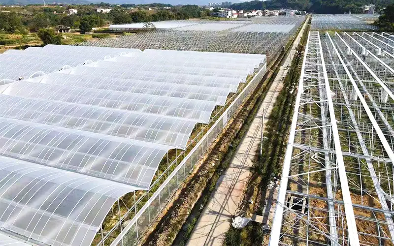 Jelajahi rumah kaca plastik berventilasi untuk meningkatkan produksi dan menyelesaikan masalah suhu tinggi