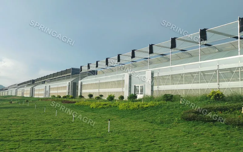 Rumah Kaca Sayuran Plastik Multispan Skala Besar Dengan Biaya Rendah