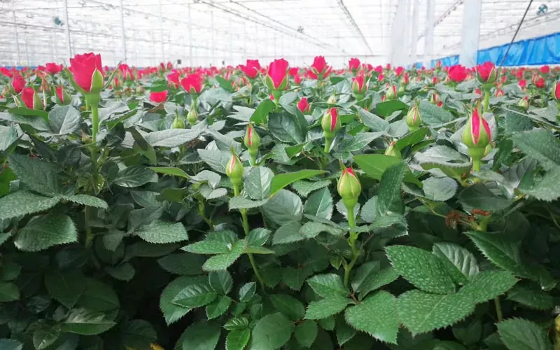 Rumah Kaca Mawar Dan Tulip